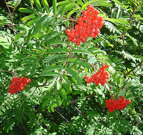  Image name: sorbo3.jpg 
 width: 500 pixel 
 height: 472 pixel 
 Size: 355639 bytes 
 Click to enlarge 